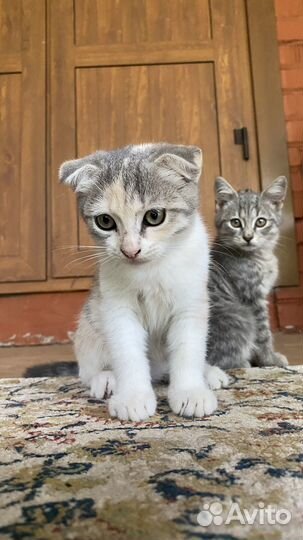 Кошечка в добрые руки