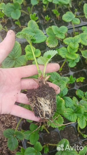 Саженцы клубники, рассада клубники зкс