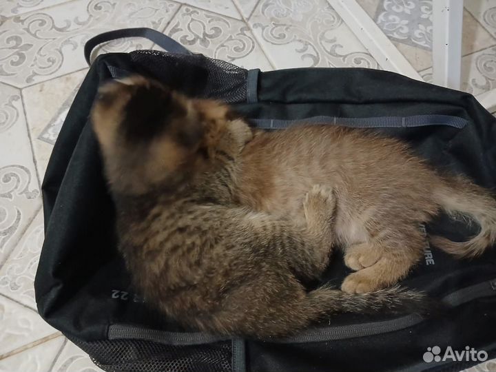 Шотландская вислоухая