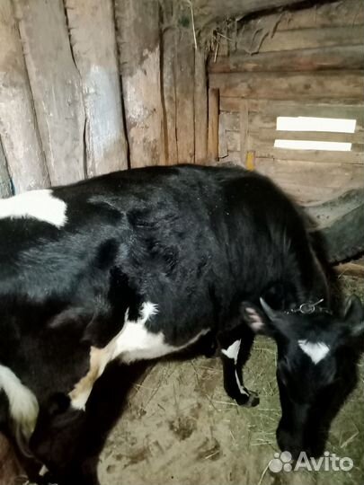 Частное лицо