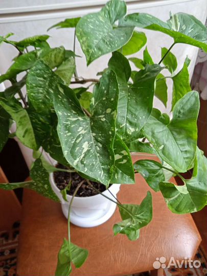 1 фото- Сингониум