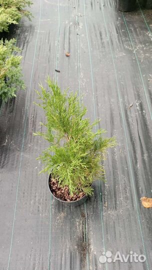 Можжевельники