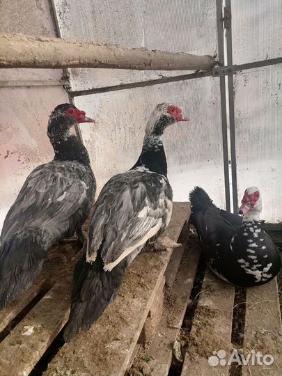 Домашние животные