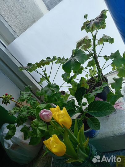 Продам цветы в горшках