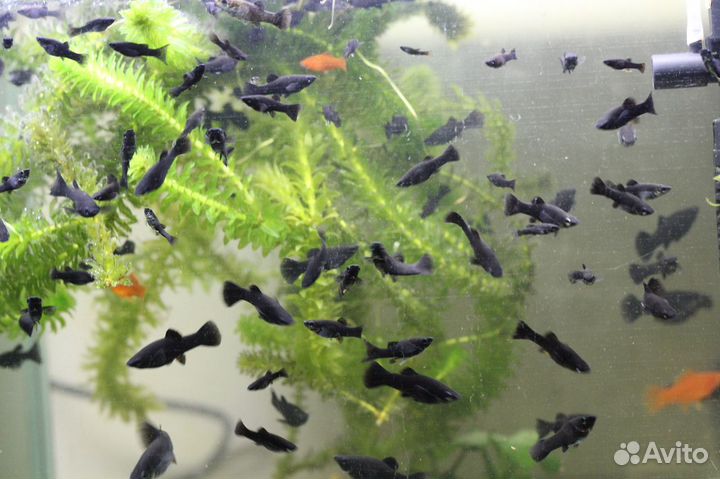 Аквариумные рыбки