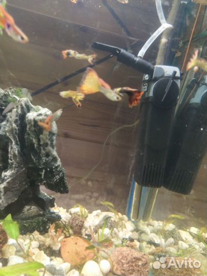 Аквариумные рыбки гуппи