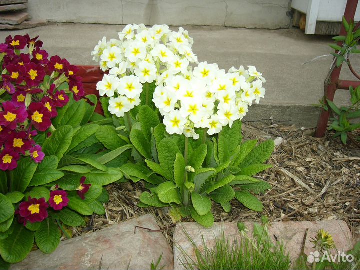 Садовые растения