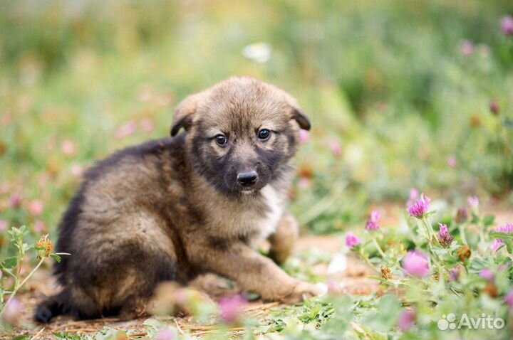 Щенки Мася и Бася ищут дом