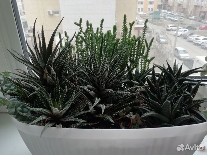 Суккуленты