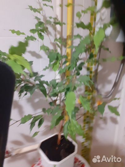 Фикус бенджамина