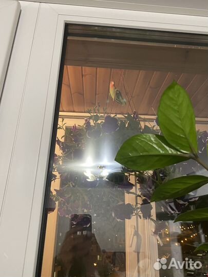 Попугаи неразлучники