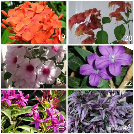 Дуранты, пентасы, клеродендрум, бугенвиллии