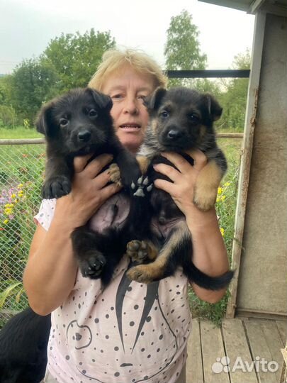 Щенки немецкой овчарки