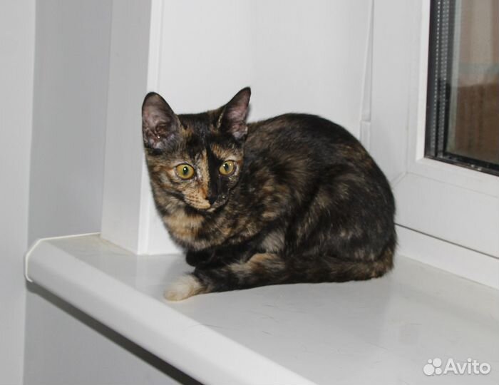 Арабика - экзотическая привитая девочка в дар