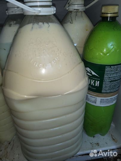 Джерси первотелка