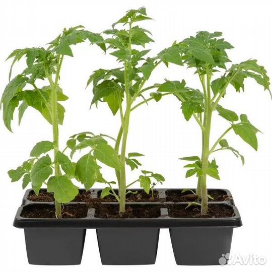 Рассада томатов /помидор