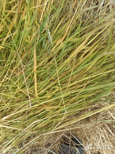 Сено в рулонах