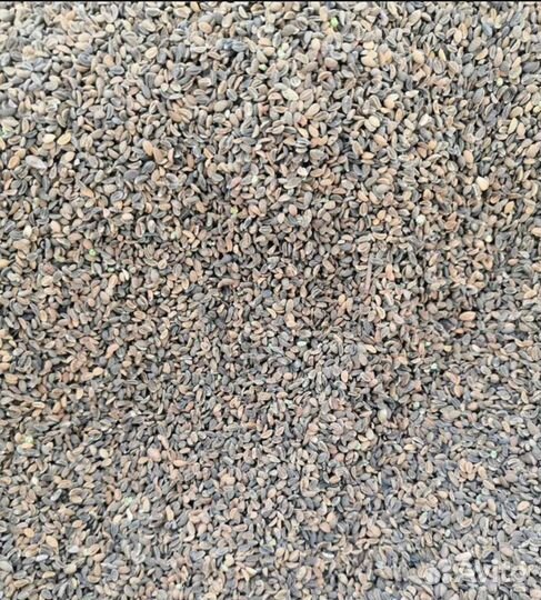 Семена фацелии оптом