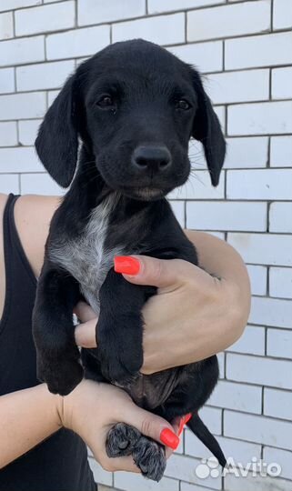 Щенки лабрадора