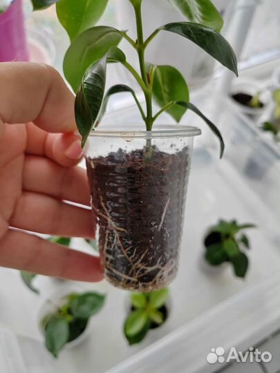 Комнатные растения цветы. Дипладения