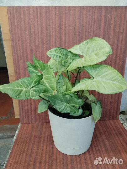 Замиокулькас,аихризон,сингониум,кактус,диффенбахия