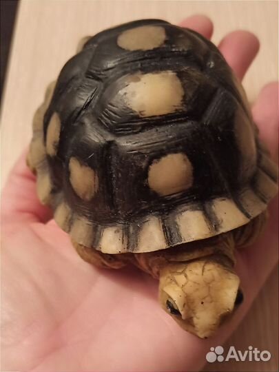 Черепаха сувенир. Шри-Ланка
