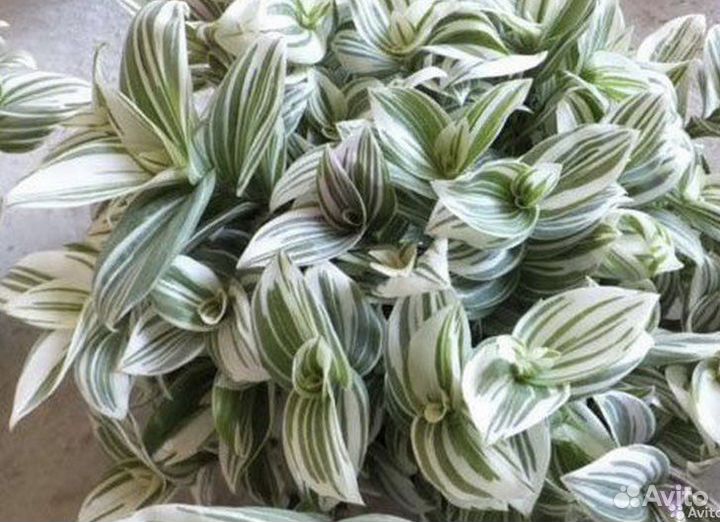 Традесканция