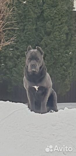 Кане Корсо щенки