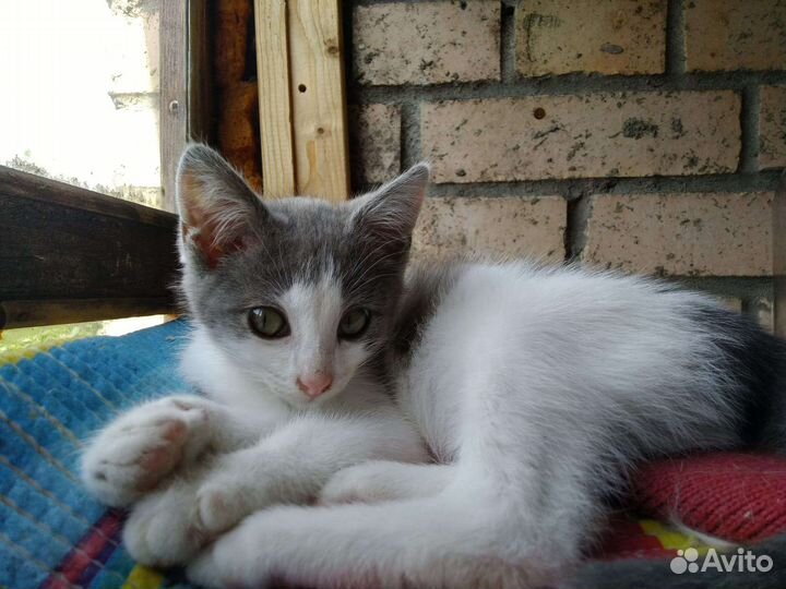 Котенок девочка в добрые руки