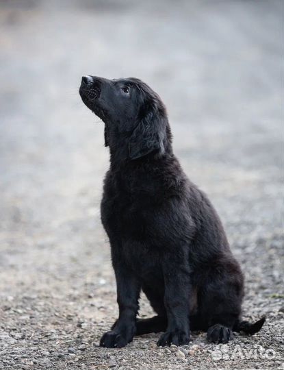 Щенки из питомника