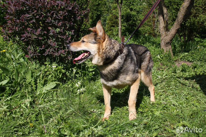 Рекс ищет дом