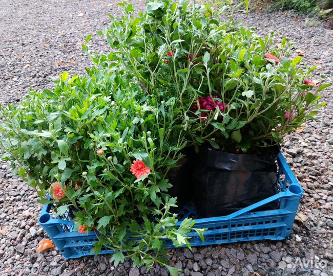 Хризантемы Мультифлора кусты