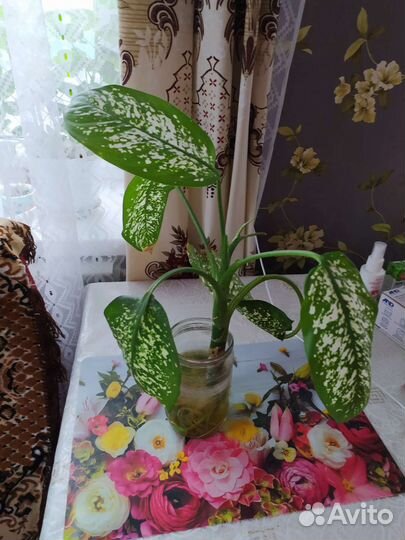 Диффенбахия