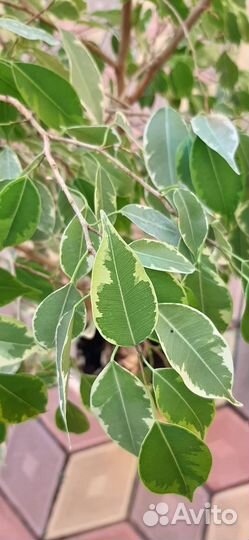 Фикус бенджамина большой