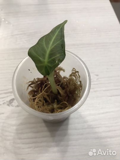 Алоказия Регал Шилдс