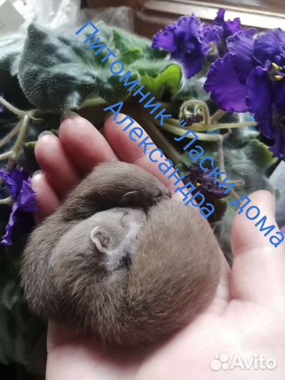 Ласка. Куница