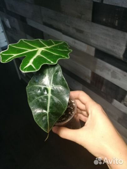 Алоказия полли