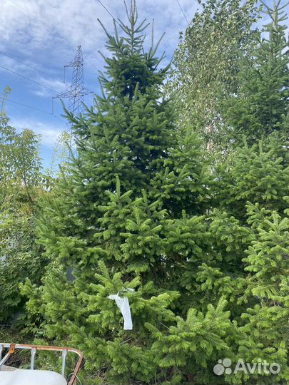 Пихта сибирская крупномеры
