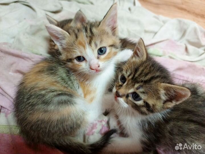 Маленькие суетологи