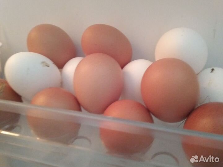 Яйцо домашнее