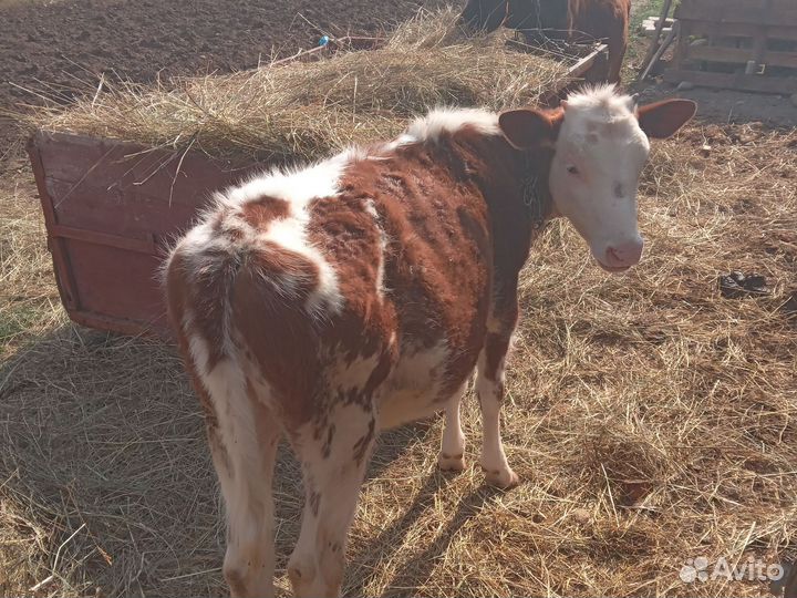 Телята 2телочки