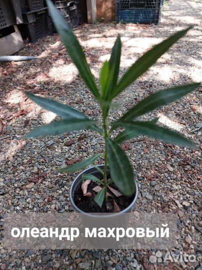 Олеандр махровый