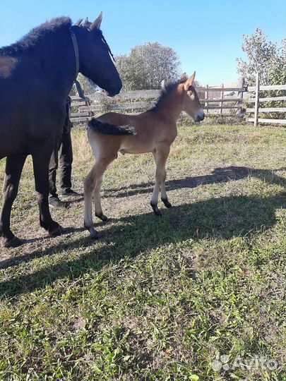 Продам кобылу