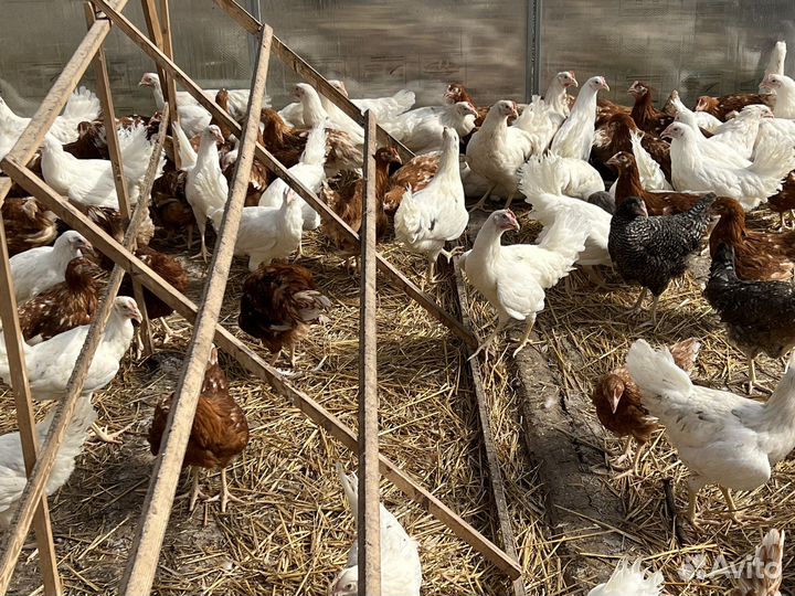Куры несушки. Молодки