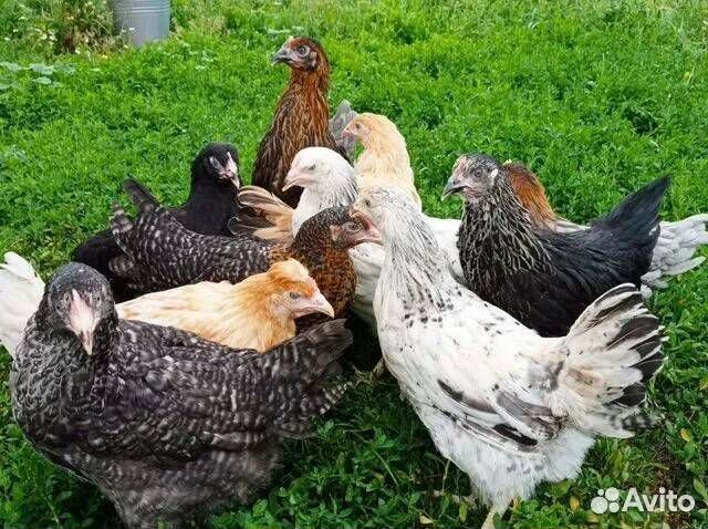 Куры молодки