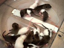 Крысы дамбо малыши