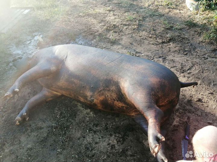 Мясо, свинина домашняя