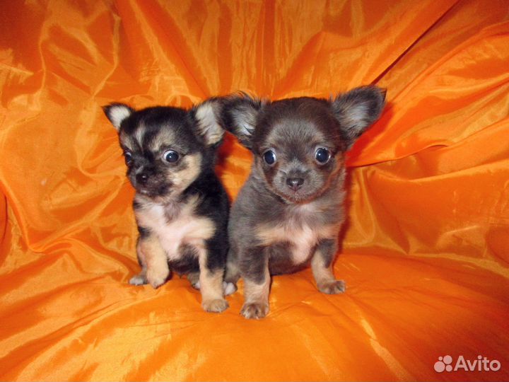 Кукольный супер-мини мальчик и девочка