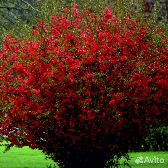 Рассада цветов