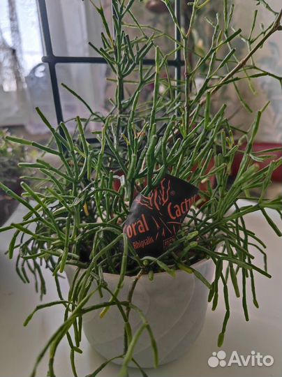 Коралловый кактус Хатиора (Hatiora)